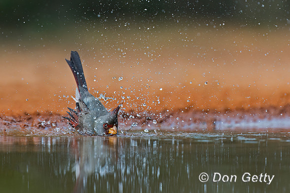 Pyrrhuloxia