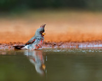 Pyrrhuloxia