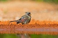 Pyrrhuloxia