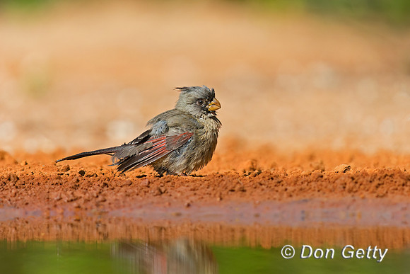 Pyrrhuloxia