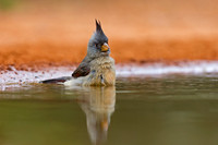 Pyrrhuloxia