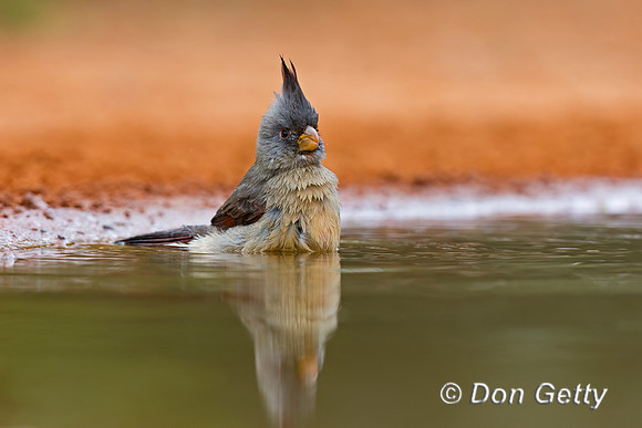 Pyrrhuloxia