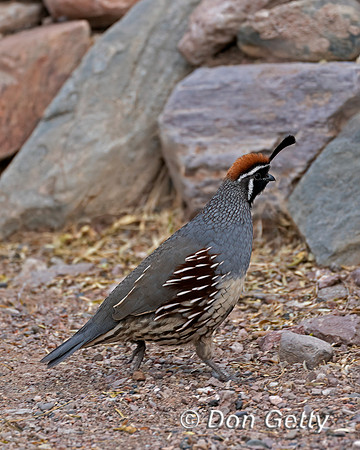 Gambel's Quail