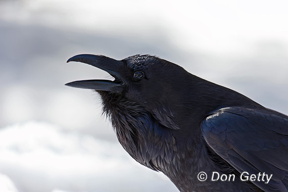 Raven