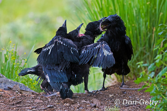 Raven