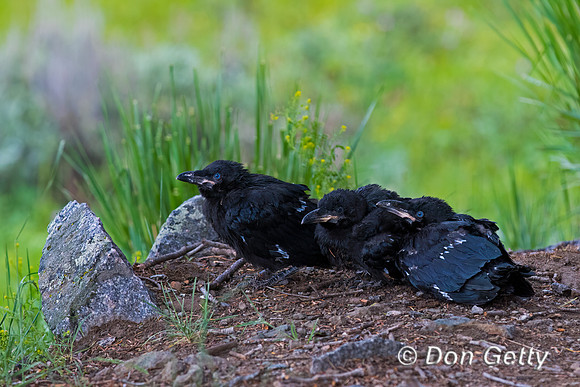 Raven