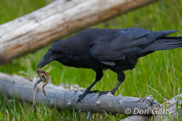Raven