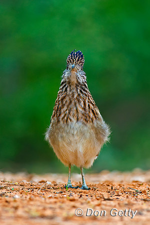 Roadrunner