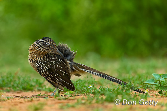 Roadrunner