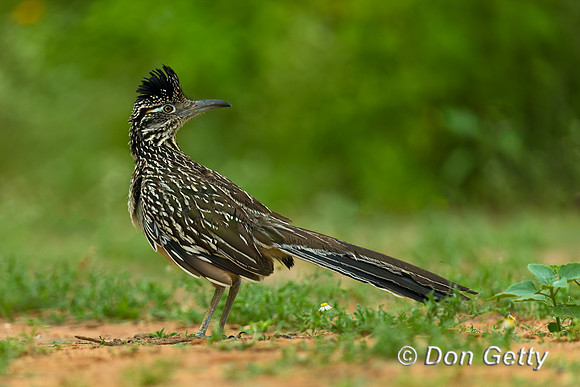 Roadrunner