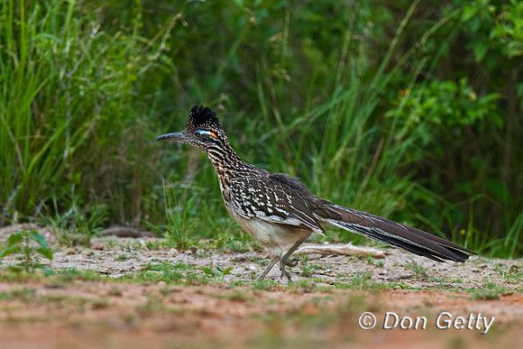 Roadrunner