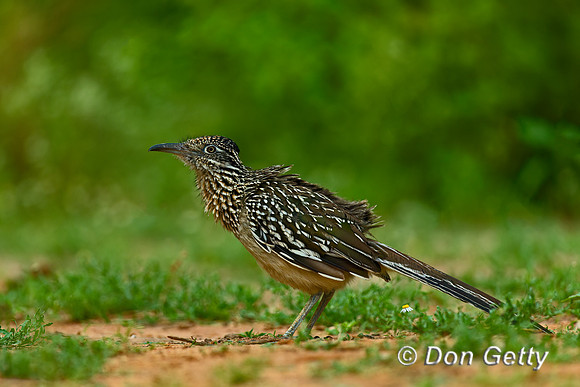 Roadrunner