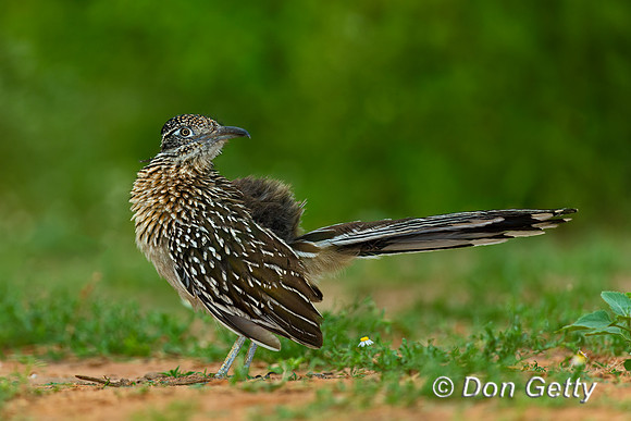 Roadrunner