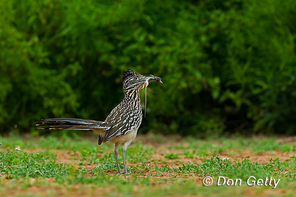 Roadrunner