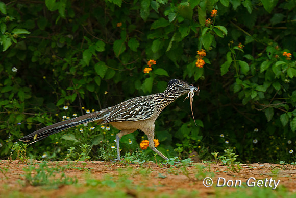 Roadrunner