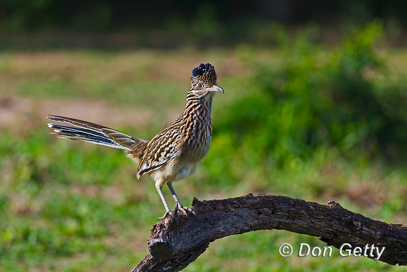 Roadrunner