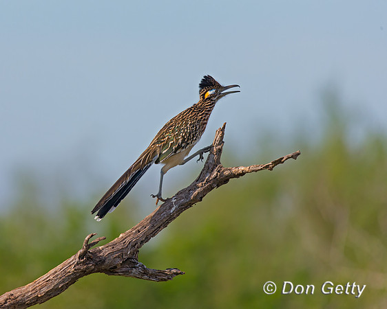 Roadrunner