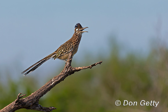 Roadrunner