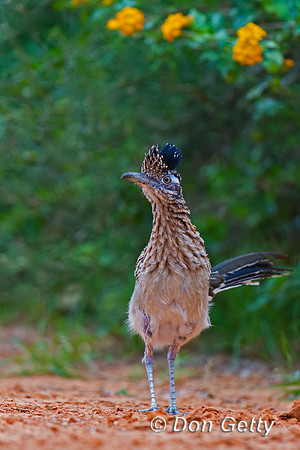 Roadrunner