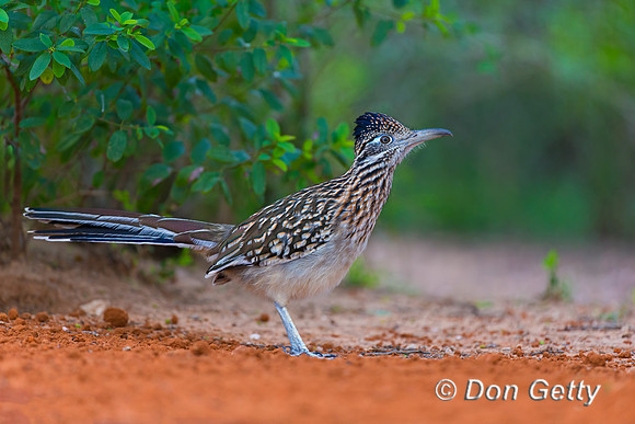 Roadrunner