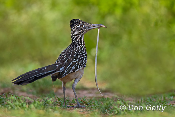 Roadrunner