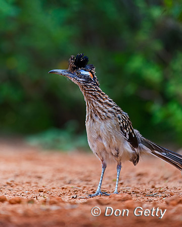 Roadrunner