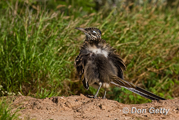 Roadrunner
