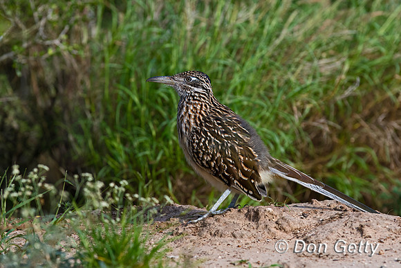 Roadrunner