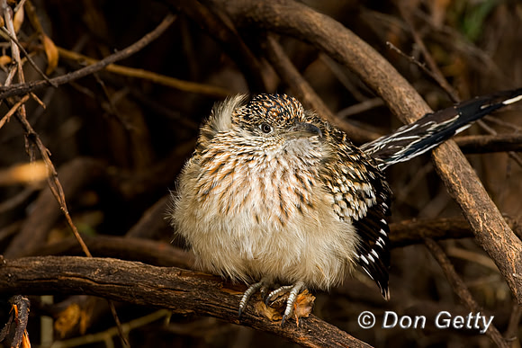 Roadrunner