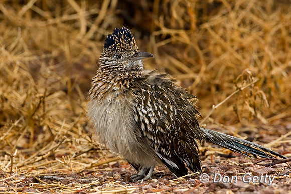 Roadrunner
