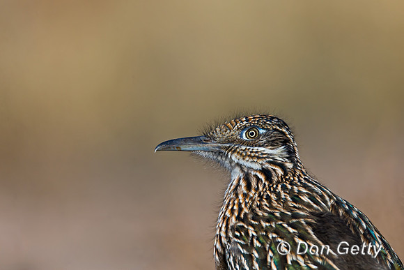Roadrunner