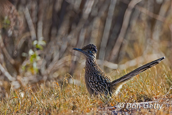 Roadrunner