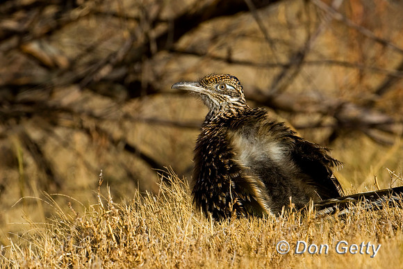 Roadrunner