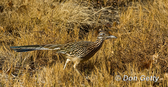 Roadrunner