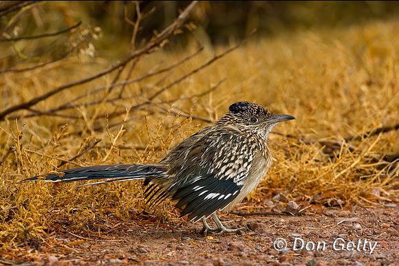 Roadrunner