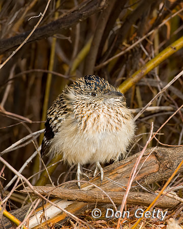Roadrunner