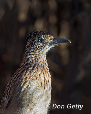 Roadrunner