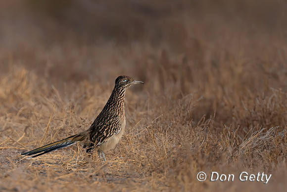Roadrunner