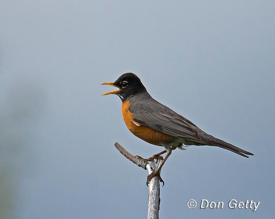 Robin