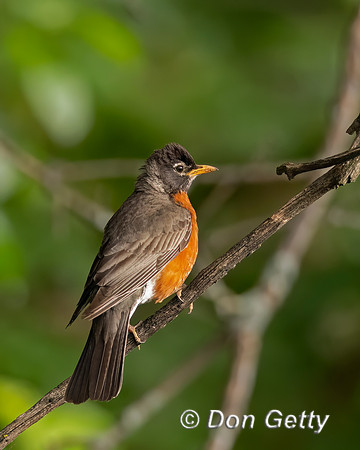 Robin