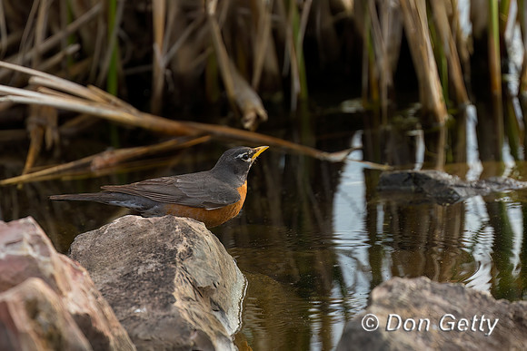 Robin