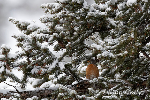 Robin