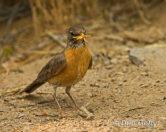 Robin