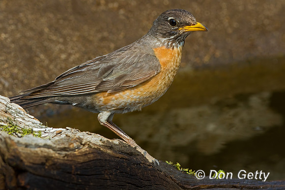 Robin