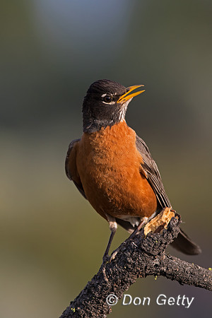 Robin