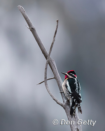 Red-naped Sapsucker