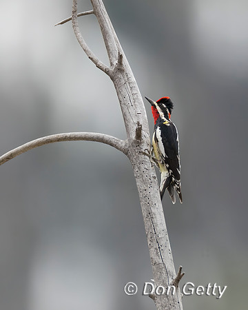 Red-naped Sapsucker