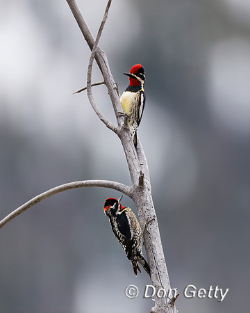 Red-naped Sapsucker