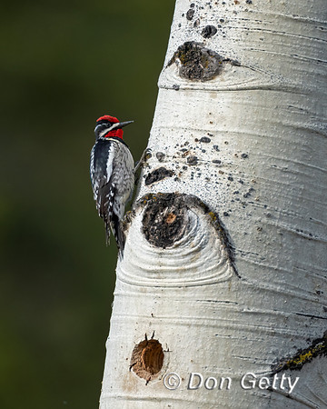 Red-naped Sapsucker
