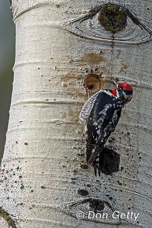 Red-naped Sapsucker